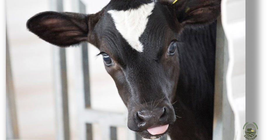 Holstein calf